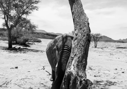 Parco Nazionale di Etosha, Namibia, 2022 - Paolo Pellegri-Magnum Photos